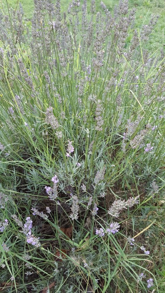 Lavande naturelle de mon jardin en fin dété